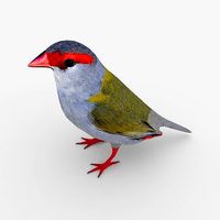 Red Browed Finch