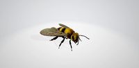 Honey bee
