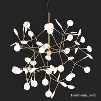 Heracleum Gold