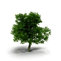 Broadleaf maple green 3D Model