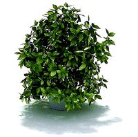 Room plant