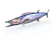 Wahoo Fish