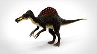 Spino Model