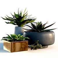 Plants collection 10