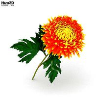 Chrysanthemum