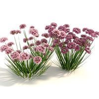 Flower armeria