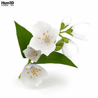 Jasmine