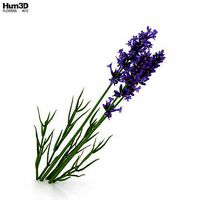 Lavender