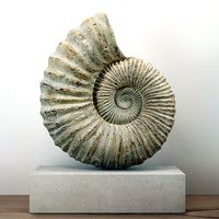 Large Ammonite Mounted on a Limestone Base