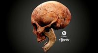Real Human Skull