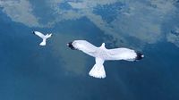 Low Poly Seagull Flock