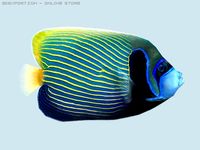 Parrot fish 3D Model