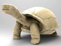 Galapagos Turtle | 3D