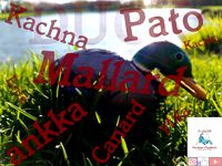 Duck Decoy by Nexco3D | 3D