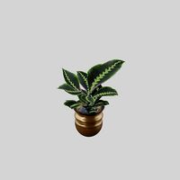 home plant Calathea | 3D