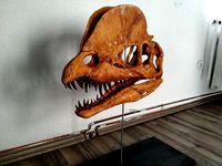 Dilophosaurus Skull | 3D