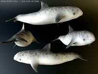 Dolphin 4 3D Model