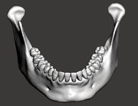 Real human mandibular jaw anatomy with teeth | 3D