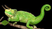 Jackson Chameleon