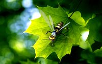 wasp-bee