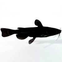 Catfish