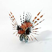 Lionfish