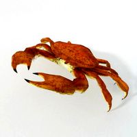 Crab crustaceans