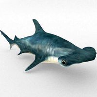 Hammerhead shark
