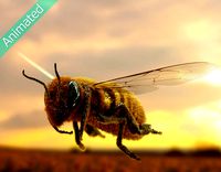 Animated bee