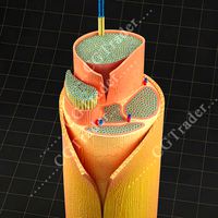 Spinal Peripheral Nerve Section