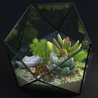 Florarium decorative succulent echeveria sedum crassula