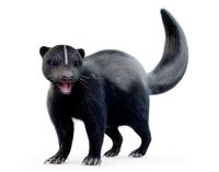 Skunk Rigged with Fur