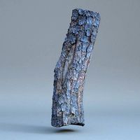 Tree log 01