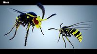 Wasp Insect