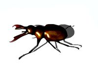 stag beetle
