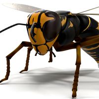 Wasp Vespula