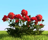 Flowerbed with peonies