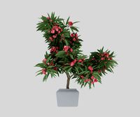 Oleander
