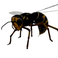 Wasp Rigged