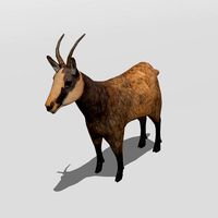 Chamois