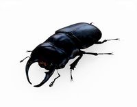 Stag Beetle Rigged