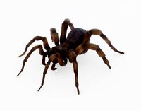 Trapdoor Spider