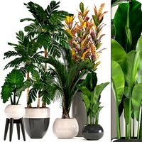 Collection of ornamental plants in pots