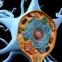 Neuron Cell Structure Section