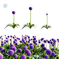 Allium globemaster