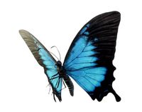 Papilio Ulysses Butterfly Rigged