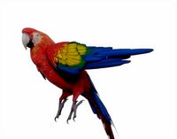 Red Macaw Parrot Rigged