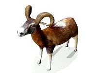 Ram 3D Model