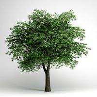 CGAxis Lebanon Cedar 22 3D Model