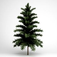 CGAxis Scots Pine 24 3D Model